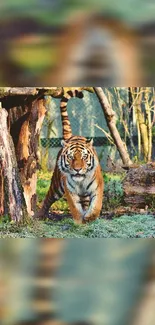 Tiger walking in a verdant forest, nature and wildlife wallpaper.