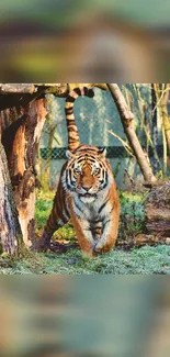 A majestic tiger prowling through a lush green forest setting.