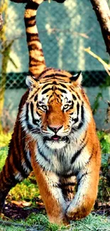 Majestic tiger walking in vibrant forest scenery.