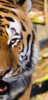 Close-up view of a tiger with striking stripes, perfect for nature lovers.