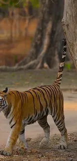 A majestic tiger walking through a forest path.