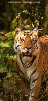 Tiger in lush green forest mobile wallpaper.