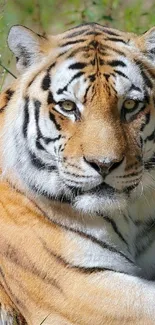 Majestic tiger relaxing in the jungle.