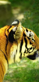 Profile view of a majestic tiger in its lush green habitat.