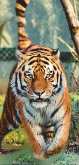 Majestic tiger striding in jungle setting with vibrant colors.