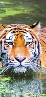 Majestic tiger swimming through green water with reflection.