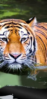 A majestic tiger immersed in water with vibrant black and orange stripes.