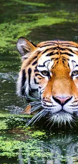 Tiger swimming in green water with reflections around.