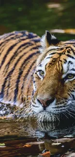 Majestic tiger relaxing in tranquil water with lush background.