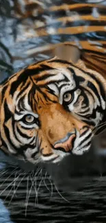 Majestic tiger staring with water reflection background.