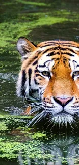 Majestic tiger swimming in water with green surroundings.