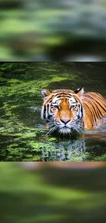 Majestic tiger swimming in lush green water.