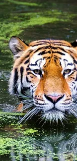 Majestic tiger swimming in green water.