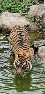 Tiger standing in green water surrounded by rocks and plants.