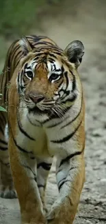 A majestic tiger walking on a forest path, surrounded by natural greenery.