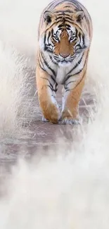 Majestic tiger walking through tall, dry grasses.