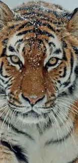 Majestic tiger in a snowy winter landscape, showcasing its natural beauty.