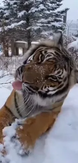 Majestic tiger in the snow-covered forest, looking serene and powerful.