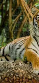 Majestic Bengal tiger in lush jungle setting.