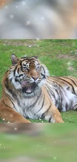 Majestic tiger rests in lush green jungle setting with soft light effects.