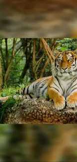 Majestic tiger relaxing in lush jungle setting.