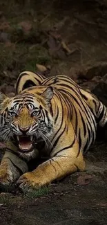 Majestic tiger in the jungle, showing its fierce expression.