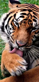 A tiger gracefully licking its paw while resting on grass.