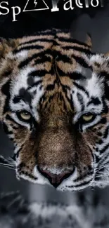 Majestic tiger face with intense eyes on a dark background.