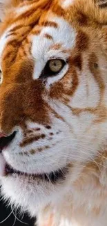 Close-up of a majestic tiger with orange and white fur in the wild.