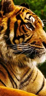 Close-up of a tiger with lush green background on mobile wallpaper.