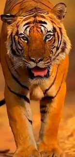 Majestic tiger walking in the savannah, creating a captivating mobile wallpaper.