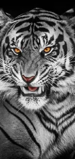 Black and white tiger with striking orange eyes in a mobile wallpaper.