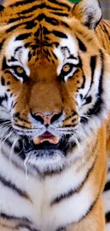 Majestic tiger close-up on mobile wallpaper, showcasing nature's beauty.