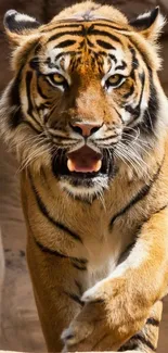 Close-up of a fierce tiger on natural background.