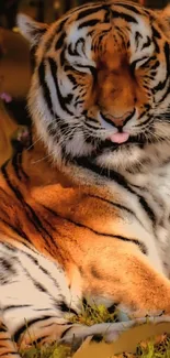 Majestic tiger lounging in a golden setting for mobile wallpaper.