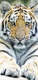 Close-up of a majestic tiger with striking stripes.