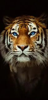 Majestic tiger with blue eyes on a dark background.