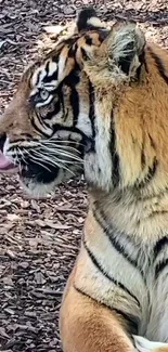 Side profile of a majestic tiger with striking orange fur and dark stripes.