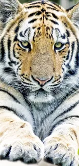 Close-up of a majestic tiger with vivid stripes in a natural setting.