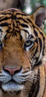 Close-up of a majestic tiger in natural habitat.