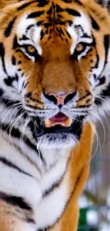 Close-up of a majestic tiger with striking orange and black stripes.