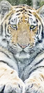 Majestic Bengal tiger behind rain-soaked glass wallpaper.