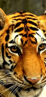 Close-up of a tiger with striking orange and black stripes as mobile wallpaper.