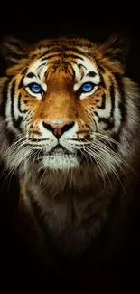 Majestic tiger with blue eyes on black background, perfect for mobile wallpaper.