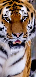 Close-up of a majestic tiger with striking orange and black fur.