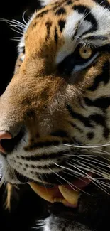 Close-up image of a majestic tiger against a black background.