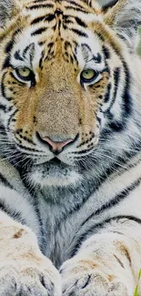 Close-up of a tiger with striking stripes in natural setting.