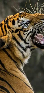 Close-up of a majestic tiger roaring with striking orange and black stripes.