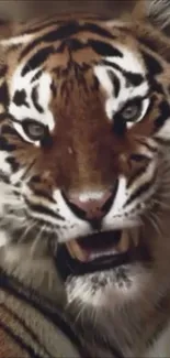 Close-up image of a majestic tiger face on wallpaper.