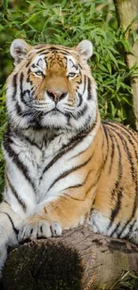 Majestic tiger lounging among lush green foliage in the forest.